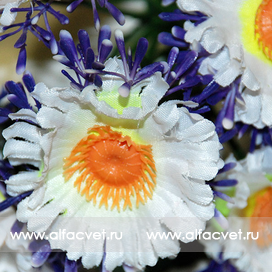 искусственные цветы фиалка-маргаритка цвета белый 6